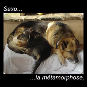 Adoption...la métamorphose de Saxo